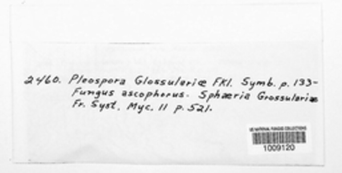 Mycosphaerella ribis image